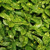 AUCUBA VARIEGATED (3 gallon) aucuba japonica 'variegata'