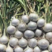 2144 F1 Untreated Onion Seeds