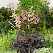 Chocolate Shogun Astilbe