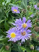 Aster (Symphyotrichum) 'Woods Light Blue' / Aster — Franks Perennial Border