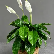 Peace Lily 10 inch