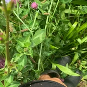 Top Five® Clover Blend (Annual) -  1/6th acre
