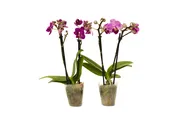 2in Espresso Orchid 30/pk