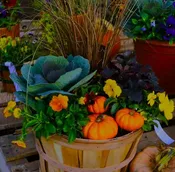 Morning Fall Bushel Basket Workshop