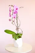 Blushing Buds