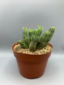 Euphorbia tubiglans — Desert Creations