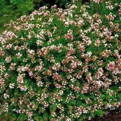 ABELIA Rose Creek #3