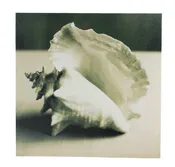 12″ Black and White Conch Seashell Canvas