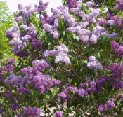 Syringa vulgaris ‘Albert F. Holden’