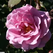 Angel Face Rose
