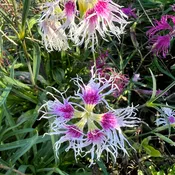 Dianthus, Lace Perfume