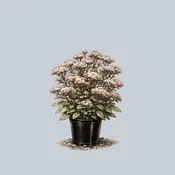 Abbey Dore Stonecrop