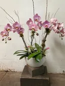 Orchid, Garden — wisteria rockridge