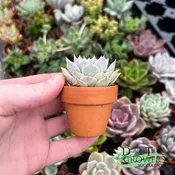 Curator's Collection: 1.5" Clay Pot