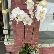 Orchid Plant #3