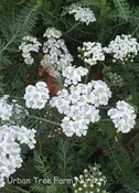 Achillea millefolium ‘New Vintage White’