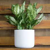 Aglaonema White Dalmatian