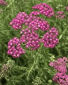 Achillea millefolium - Island Pink