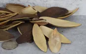 Lily Petals