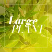 Plant- Large — The Flower Company