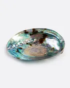Abalone Shell