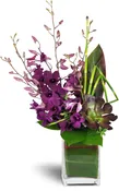 Orchid Jewels™