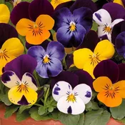 Viola Sorbet XP Mix Jump Up - 6 Pack Annual