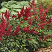 Astilbe Fanal