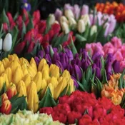 Designer Choice - 24 Tulips (custom colors)
