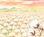80/20 Autumn Batting Throw (60" X 80") - White