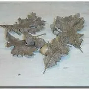Bimundors Oak