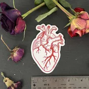 Anatomical Heart Sticker