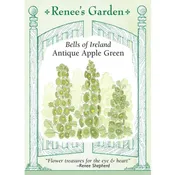 ‘Antique Apple Green’ Heirloom Bells of Ireland Seeds