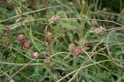 Burnet