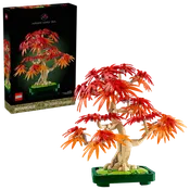 10348 Japanese Red Maple Bonsai Tree