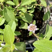 Buttonsage Native Lantana 6" Pot