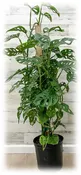 10″ Swiss Cheese Philodendron Totem