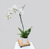 ORCHID PLANT