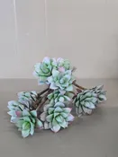 A Set of Succulent Stems, Set of 2
