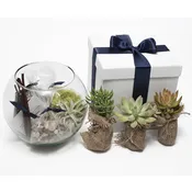 TERRARIUM KIT — Portland Florist | AMANDA KARAM FLORAL Co.