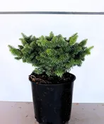 Abies balsamea ‘Nana’
