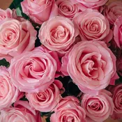 Dozen Pink Roses Wrapped