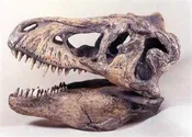 T-rex skull Dinosaur Fossil Replica 8"
