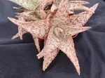 ALOE ‘PINK BLUSH’