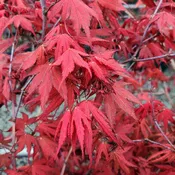 Acer 'Olsen's Frosted Strawberry' - 1 gallon