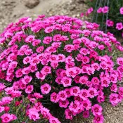 Paint the Town Fancy Dianthus