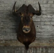 Wildebeest Mount — Maison Bergogne
