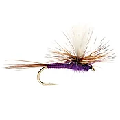 Adam’s Purple Parachute
