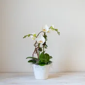 Exquisite Orchid | Elegant Orchid Plant Delivery in Boston — Rouvalis Flowers & Gardens | Boston & Winchester Flower Delivery & Boutique
