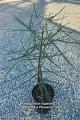 Brachychiton rupestris "Queensland Bottle Tree" 1 gal pot